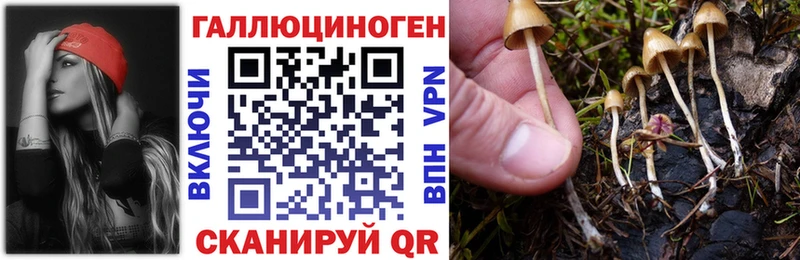 закладки  Бердск  Галлюциногенные грибы прущие грибы 